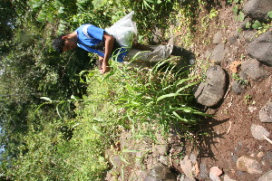  ( - BioBot05924)  @11 [ ] CreativeCommons - Attribution Non-Commercial Share-Alike (2010) Daniel H. Janzen Guanacaste Dry Forest Conservation Fund