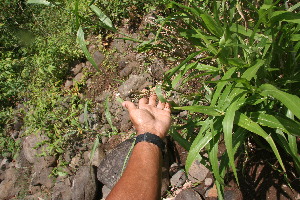  ( - BioBot05924)  @11 [ ] CreativeCommons - Attribution Non-Commercial Share-Alike (2010) Daniel H. Janzen Guanacaste Dry Forest Conservation Fund