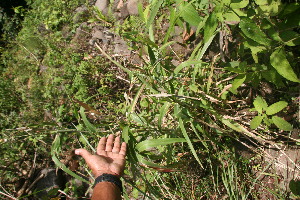  ( - BioBot05925)  @11 [ ] CreativeCommons - Attribution Non-Commercial Share-Alike (2010) Daniel H. Janzen Guanacaste Dry Forest Conservation Fund