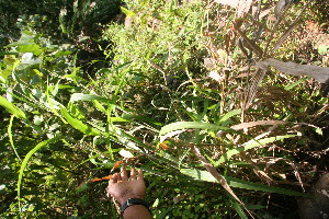  ( - BioBot05926)  @11 [ ] CreativeCommons - Attribution Non-Commercial Share-Alike (2010) Daniel H. Janzen Guanacaste Dry Forest Conservation Fund