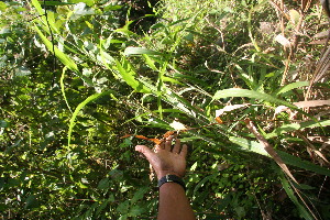  ( - BioBot05926)  @11 [ ] CreativeCommons - Attribution Non-Commercial Share-Alike (2010) Daniel H. Janzen Guanacaste Dry Forest Conservation Fund