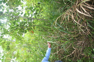  ( - BioBot05930)  @11 [ ] CreativeCommons - Attribution Non-Commercial Share-Alike (2010) Daniel H. Janzen Guanacaste Dry Forest Conservation Fund