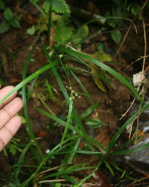  (Calyptrocarya glomerulata - BioBot05960)  @11 [ ] CreativeCommons - Attribution Non-Commercial Share-Alike (2010) Daniel H. Janzen Guanacaste Dry Forest Conservation Fund