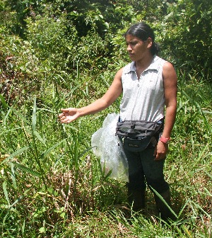  (Fuirena umbellata - BioBot05963)  @11 [ ] CreativeCommons - Attribution Non-Commercial Share-Alike (2010) Daniel H. Janzen Guanacaste Dry Forest Conservation Fund