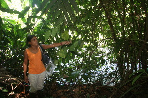  ( - BioBot06014)  @11 [ ] CreativeCommons - Attribution Non-Commercial Share-Alike (2010) Daniel H. Janzen Guanacaste Dry Forest Conservation Fund