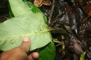  (Dieffenbachia tonduzii - BioBot06027)  @11 [ ] CreativeCommons - Attribution Non-Commercial Share-Alike (2010) Daniel H. Janzen Guanacaste Dry Forest Conservation Fund