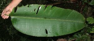  (Heliconia imbricata - BioBot06036)  @11 [ ] CreativeCommons - Attribution Non-Commercial Share-Alike (2010) Daniel H. Janzen Guanacaste Dry Forest Conservation Fund