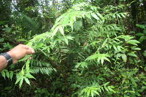  ( - BioBot06044)  @11 [ ] CreativeCommons - Attribution Non-Commercial Share-Alike (2010) Daniel H. Janzen Guanacaste Dry Forest Conservation Fund