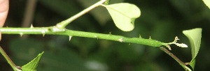  (Zanthoxylum acuminatum - BioBot06069)  @11 [ ] CreativeCommons - Attribution Non-Commercial Share-Alike (2010) Daniel H. Janzen Guanacaste Dry Forest Conservation Fund