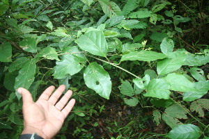  ( - BioBot06098)  @11 [ ] CreativeCommons - Attribution Non-Commercial Share-Alike (2010) Daniel H. Janzen Guanacaste Dry Forest Conservation Fund