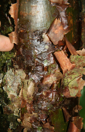  ( - BioBot06121)  @11 [ ] CreativeCommons - Attribution Non-Commercial Share-Alike (2010) Daniel H. Janzen Guanacaste Dry Forest Conservation Fund