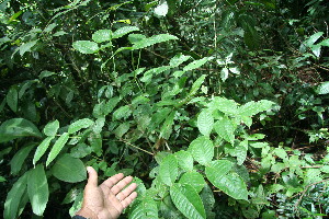  (Rudgea skutchii - BioBot06137)  @11 [ ] CreativeCommons - Attribution Non-Commercial Share-Alike (2010) Daniel H. Janzen Guanacaste Dry Forest Conservation Fund