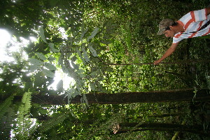  ( - BioBot06159)  @11 [ ] CreativeCommons - Attribution Non-Commercial Share-Alike (2010) Daniel H. Janzen Guanacaste Dry Forest Conservation Fund