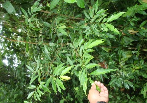  (Erythroxylum macrophyllum - BioBot06194)  @11 [ ] CreativeCommons - Attribution Non-Commercial Share-Alike (2010) Daniel H. Janzen Guanacaste Dry Forest Conservation Fund