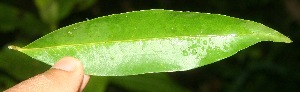  (Erythroxylum macrophyllum - BioBot06194)  @11 [ ] CreativeCommons - Attribution Non-Commercial Share-Alike (2010) Daniel H. Janzen Guanacaste Dry Forest Conservation Fund