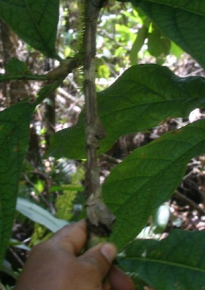  ( - BioBot06204)  @11 [ ] CreativeCommons - Attribution Non-Commercial Share-Alike (2010) Daniel H. Janzen Guanacaste Dry Forest Conservation Fund