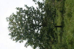  ( - BioBot06229)  @11 [ ] CreativeCommons - Attribution Non-Commercial Share-Alike (2010) Daniel H. Janzen Guanacaste Dry Forest Conservation Fund