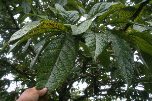 ( - BioBot06229)  @11 [ ] CreativeCommons - Attribution Non-Commercial Share-Alike (2010) Daniel H. Janzen Guanacaste Dry Forest Conservation Fund