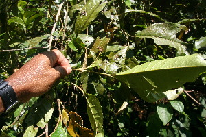  ( - BioBot06272)  @11 [ ] CreativeCommons - Attribution Non-Commercial Share-Alike (2010) Daniel H. Janzen Guanacaste Dry Forest Conservation Fund