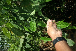  ( - BioBot06275)  @11 [ ] CreativeCommons - Attribution Non-Commercial Share-Alike (2010) Daniel H. Janzen Guanacaste Dry Forest Conservation Fund