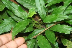  (Araceae Jorge144 - BioBot06360)  @11 [ ] CreativeCommons - Attribution Non-Commercial Share-Alike (2010) Daniel H. Janzen Guanacaste Dry Forest Conservation Fund