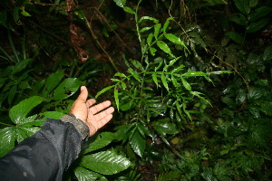  (Inga acuminata - BioBot06391)  @11 [ ] CreativeCommons - Attribution Non-Commercial Share-Alike (2010) Daniel H. Janzen Guanacaste Dry Forest Conservation Fund
