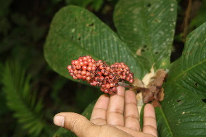  (Ardisia wedelii - BioBot06703)  @11 [ ] CreativeCommons - Attribution Non-Commercial Share-Alike (2010) Daniel H. Janzen Guanacaste Dry Forest Conservation Fund