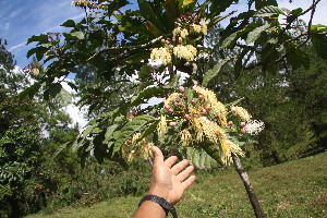  (Dendropanax Jorge209 - BioBot06726)  @11 [ ] CreativeCommons - Attribution Non-Commercial Share-Alike (2010) Daniel H. Janzen Guanacaste Dry Forest Conservation Fund