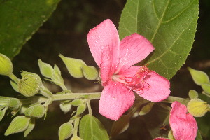  (Malvaviscus - BioBot06728)  @11 [ ] CreativeCommons - Attribution Non-Commercial Share-Alike (2010) Daniel H. Janzen Guanacaste Dry Forest Conservation Fund