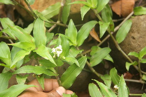  (Tripogandra serrulata - BioBot06762)  @11 [ ] CreativeCommons - Attribution Non-Commercial Share-Alike (2010) Daniel H. Janzen Guanacaste Dry Forest Conservation Fund