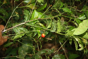  (Malpighia albiflora - BioBot06781)  @11 [ ] CreativeCommons - Attribution Non-Commercial Share-Alike (2010) Daniel H. Janzen Guanacaste Dry Forest Conservation Fund