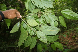  (Pleuranthodendron lindenii - BioBot06786)  @11 [ ] CreativeCommons - Attribution Non-Commercial Share-Alike (2010) Daniel H. Janzen Guanacaste Dry Forest Conservation Fund