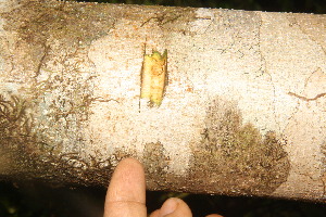  (Dalbergia glomerata - BioBot06804)  @11 [ ] CreativeCommons - Attribution Non-Commercial Share-Alike (2010) Daniel H. Janzen Guanacaste Dry Forest Conservation Fund