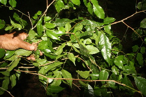  ( - BioBot06814)  @11 [ ] CreativeCommons - Attribution Non-Commercial Share-Alike (2010) Daniel H. Janzen Guanacaste Dry Forest Conservation Fund