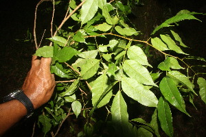  ( - BioBot06814)  @11 [ ] CreativeCommons - Attribution Non-Commercial Share-Alike (2010) Daniel H. Janzen Guanacaste Dry Forest Conservation Fund