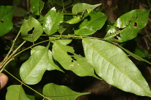  ( - BioBot06814)  @11 [ ] CreativeCommons - Attribution Non-Commercial Share-Alike (2010) Daniel H. Janzen Guanacaste Dry Forest Conservation Fund