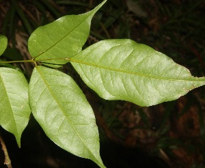  ( - BioBot06814)  @11 [ ] CreativeCommons - Attribution Non-Commercial Share-Alike (2010) Daniel H. Janzen Guanacaste Dry Forest Conservation Fund