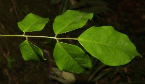  ( - BioBot06814)  @11 [ ] CreativeCommons - Attribution Non-Commercial Share-Alike (2010) Daniel H. Janzen Guanacaste Dry Forest Conservation Fund
