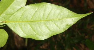  ( - BioBot06814)  @11 [ ] CreativeCommons - Attribution Non-Commercial Share-Alike (2010) Daniel H. Janzen Guanacaste Dry Forest Conservation Fund