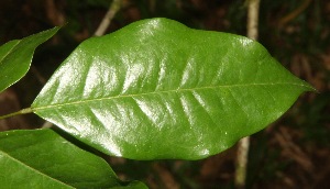  ( - BioBot06814)  @11 [ ] CreativeCommons - Attribution Non-Commercial Share-Alike (2010) Daniel H. Janzen Guanacaste Dry Forest Conservation Fund