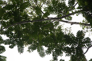  (Zanthoxylum ekmanii - BioBot06816)  @11 [ ] CreativeCommons - Attribution Non-Commercial Share-Alike (2010) Daniel H. Janzen Guanacaste Dry Forest Conservation Fund
