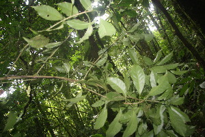  ( - BioBot06838)  @11 [ ] CreativeCommons - Attribution Non-Commercial Share-Alike (2010) Daniel H. Janzen Guanacaste Dry Forest Conservation Fund