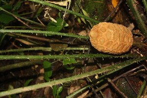  ( - BioBot06850)  @11 [ ] CreativeCommons - Attribution Non-Commercial Share-Alike (2010) Daniel H. Janzen Guanacaste Dry Forest Conservation Fund
