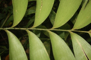  (Zamia skinneri - BioBot06850)  @11 [ ] CreativeCommons - Attribution Non-Commercial Share-Alike (2010) Daniel H. Janzen Guanacaste Dry Forest Conservation Fund