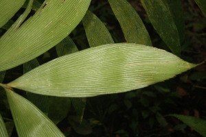  ( - BioBot06850)  @11 [ ] CreativeCommons - Attribution Non-Commercial Share-Alike (2010) Daniel H. Janzen Guanacaste Dry Forest Conservation Fund
