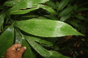  ( - BioBot06850)  @11 [ ] CreativeCommons - Attribution Non-Commercial Share-Alike (2010) Daniel H. Janzen Guanacaste Dry Forest Conservation Fund