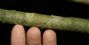  ( - BioBot10000)  @11 [ ] Copyright (2010) Unspecified Unspecified