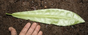  ( - BioBot10000)  @11 [ ] Copyright (2010) Unspecified Unspecified