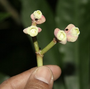  ( - BioBot10001)  @11 [ ] Copyright (2010) Unspecified Unspecified