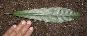  ( - BioBot10001)  @11 [ ] Copyright (2010) Unspecified Unspecified